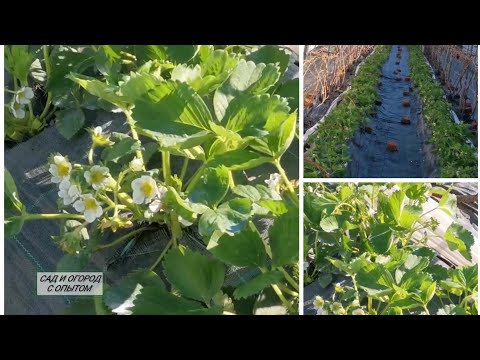 Видео: ☑️Вторая обработка клубники препаратом Флорон ❗