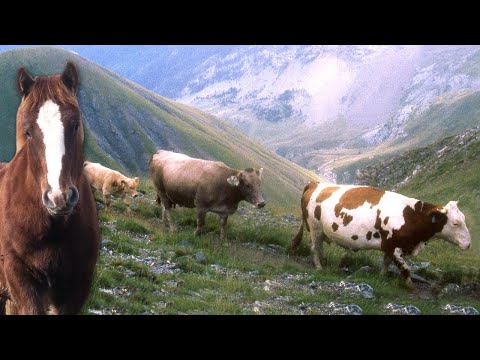 Видео: Поиск 200 коров в горах верхом на лошадях для их перевода на горные пастбища