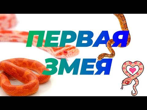 Видео: Эта змея заставит вас полюбить ее: маисовый полоз