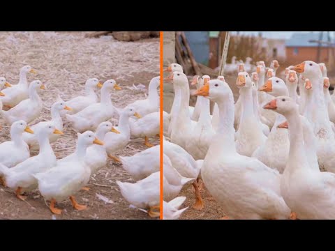 Видео: Выгодно ли выращивать гусей и уток?