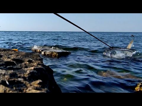 Видео: Ловля пеленгаса на прикормку. Проверяю теорию под водой. Не ожидал такого количества рыбы 07 08 2021