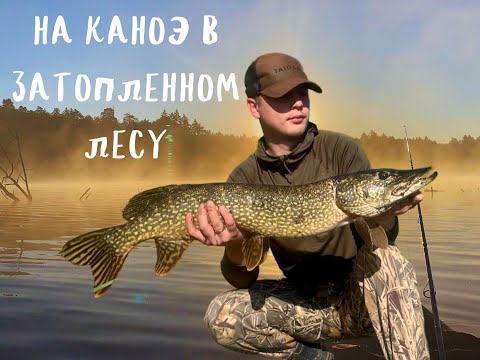 Видео: Монстры затопленного леса! Поимки и неудачи!