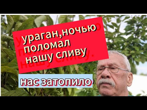 Видео: Ураган,нас затопило,а ветер ломал плодовые деревья.🙀😿