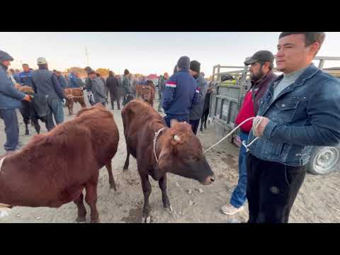 Видео: АБАЙ_ЭМКАДУС МАЛ БОЗОР НАРХЛАРИ 93-998-00-11