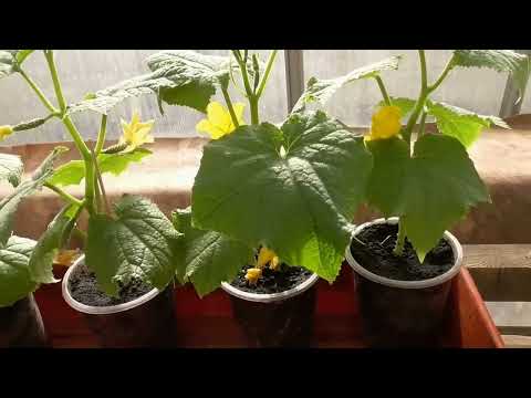 Видео: ОГУРЦЫ 2025 - 1. Как выбрать сорт огурцов для раннего урожая в теплице? ОГОРОДНАЯ АЗБУКА.