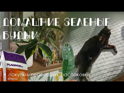 Видео: Домашние зеленые будни: много посылок и распаковок.