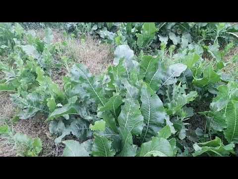 Видео: ХРІН ЗАПОЛОНИВ ГОРОД, НІЧОГО НЕ РОСТЕ, ЩО РОБИТИ....?