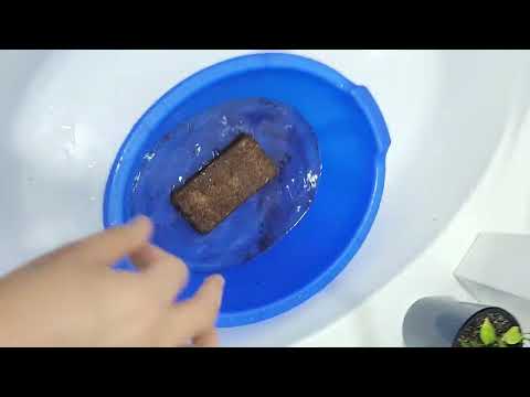 Видео: N⁰-133. ГУЛЛАР УЧУН ТОРФ ЭРИТИШНИ УРГАНАМИЗ...