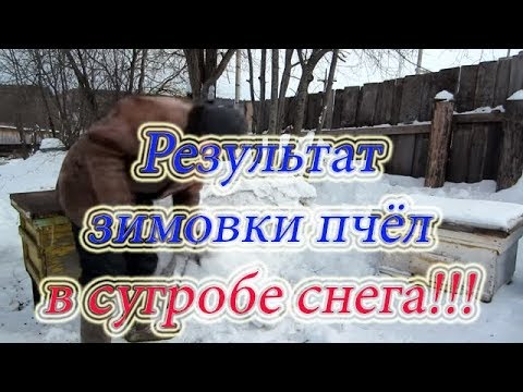 Видео: ЗИМОВКА ПЧЕЛОСЕМЕЙ НА ВОЛЕ И ИХ ОТКОП, УЛЬИ ЛЕЖАКИ, ДАДАНЫ И РУТЫ.🔥🔥🔥