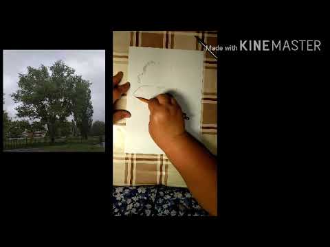 Видео: Зарисовка дерева карандашом