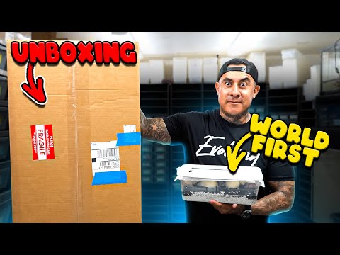 Видео: ОГРОМНАЯ распаковка + Мы вылупили первую в мире змею