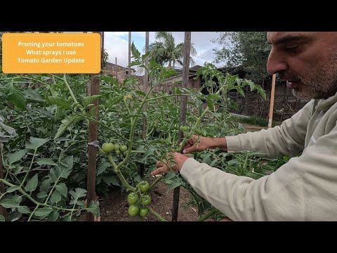 Видео: Уход за томатами в период вегетации