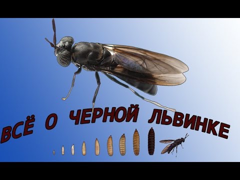 Видео: ЧЕРНАЯ ЛЬВИНКА!!! Условия для разведения.