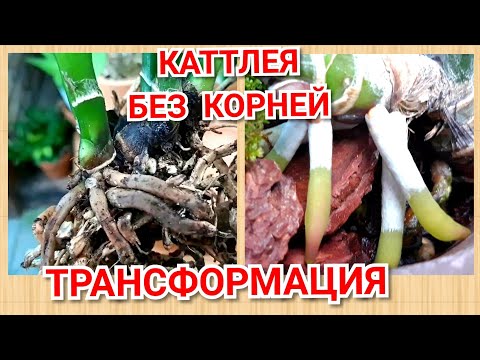 Видео: Каттлея без корней, проблема ризомы и реанимация орхидеи.