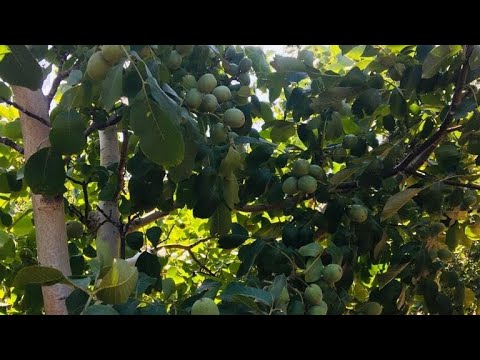 Видео: Шестилетний сад Чандлера с высоким результатом +905522918474