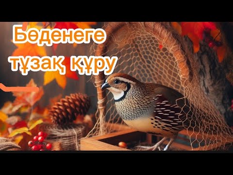 Видео: Бөденеге тұзақ құру.  Охота на перепелок.