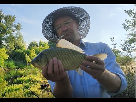 Видео: Степь и Солнце в плавниках... :) Часть 2
