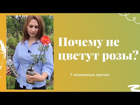 Видео: Почему не цветут розы? 7 возможных причин