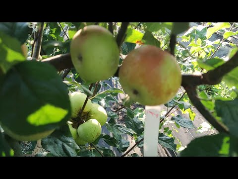 Видео: Прививка Яблони 15 сентября