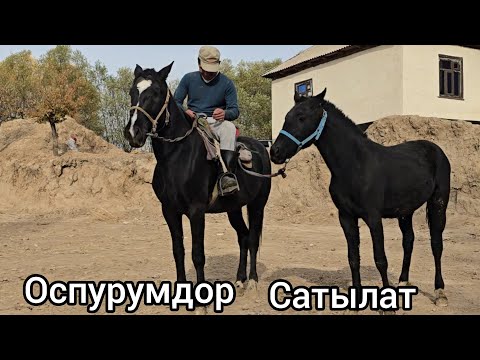 Видео: Бугун 14 ноября 2025 Зор осурумдор сатуга чыкты #атбазар #horse #продажалошадей #жылкыбазар #rek 