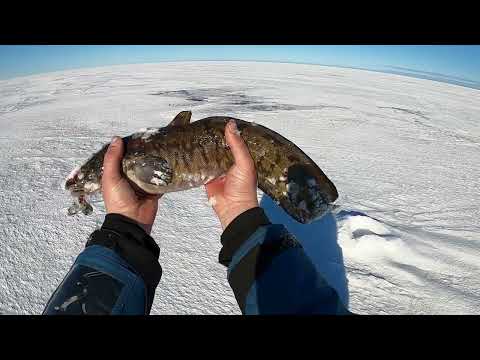 Видео: Налимы Онежского Озера. Рыбалка со льда весна 2024 год.