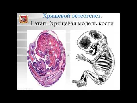 Видео: Лекция №5а. Развитие скелетных соединительных тканей (хондрогенез и остеогенез).