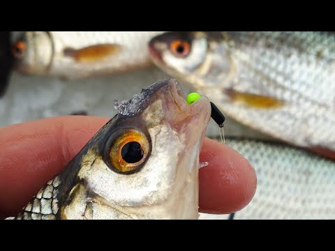 Видео: БЕЗМОТЫЛКА ВЫРУЧАЕТ! ПОКЛЕВКИ КРУПНЫЙ ПЛАНОМ!