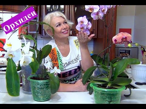 Видео: 🌸Орхидея будет цвести очень долго.Соблюдай эти правила. Орхи за 99 рублей.