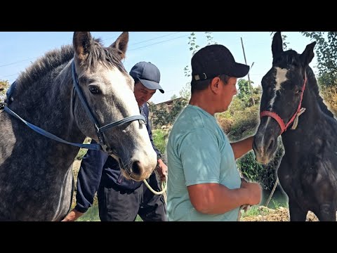 Видео: ДЕХКОН БУВАДА 3 ТОЙ СОТИЛАДИ...