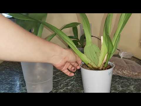 Видео: Посадка камбрии в кору ЭКСПЕРИМЕНТИРУЮ с посадками камбрии ПО СОВЕТАМ ПОДПИСЧИКОВ