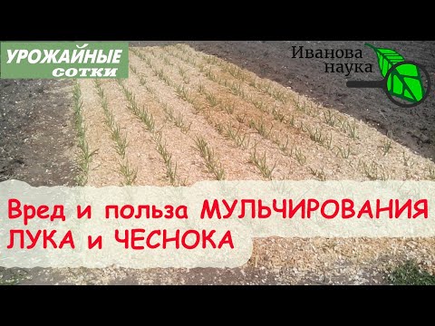 Видео: 3 ДОСАДНЫЕ ОШИБКИ ПРИ МУЛЬЧИРОВАНИИ ЧЕСНОКА и ЛУКА - ПРИЧИНА НИЗКИХ УРОЖАЕВ!
