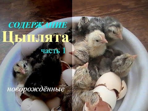 Видео: СОДЕРЖАНИЕ ЦЫПЛЯТ  Кормление// ПТИЦА