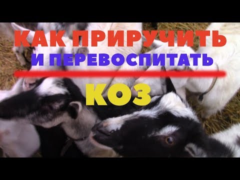 Видео: Как приручить и перевоспитать козу