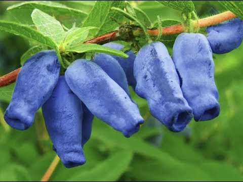 Видео: Размножение плодовой жимолости отводками