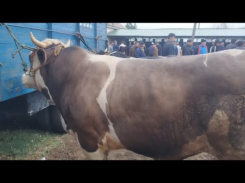 Видео: МОЛБОЗОРИ НОҲИЯИ АБДУРАҲМОНИ ҶОМИ ЧИСЛАИ ИМРУЗА 05.10.2025🐂🐄🐐🐑🐏
