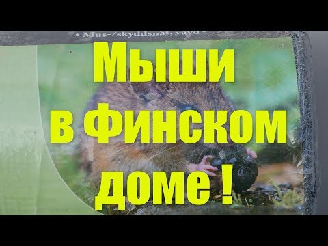 Видео: Мыши в Финском доме !