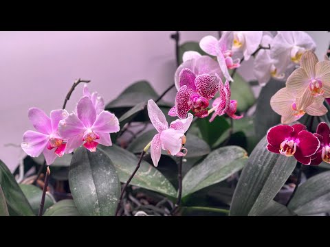 Видео: Возрождение из пепла. И не только. Выдыхаю понемногу.