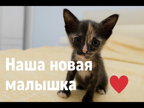Видео: Наша новая малышка ❤️