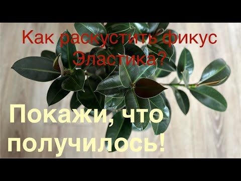 Видео: Что выросло после обрезки фикуса Эластика. Отчет за год