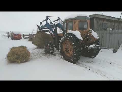 Видео: овечки и коровки хотят сена