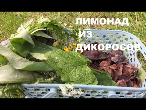 Видео: За дикорастущими РАСТЕНИЯМИ и ГРИБАМИ в мае. Лимонад с кислицей. Хрустящий салат.И снова ОРЛЯК.