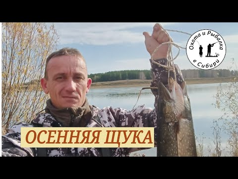 Видео: осенняя ловля щуки! как ловить?