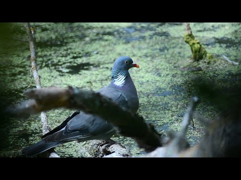Видео: Життя на маленькій річці.
