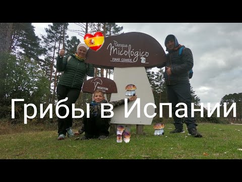 Видео: Грибы в Испании / Ищем боровики в лесах Сории