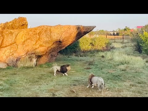 Видео: Чук пытается ПРОГНАТЬ молодых львов белые львы ему помогают, но МОЛОДЫЕ НЕ ХОТЯТ ОТСТУПАТЬ!