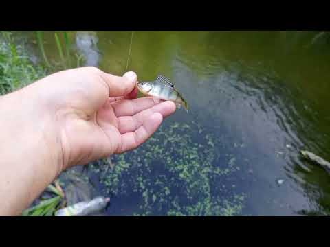 Видео: Мормышинг на  Black Adder Nano 0.3-0.8#мормышинг #рыбалка 