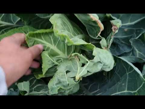 Видео: Овощи Растут. Цветная капуста Синерджи F1, Леканю F1, Гохан F1, Ферара F1 и Форталеза F1 в сравнении