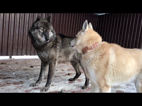 Видео: Сенсация, АКЕЛА НЕ ПРОМАХНУЛСЯ, Вязка ВЕКА ВОЛКА И ЗАПАДНОСИБИРСКОЙ ЛАЙКИ.