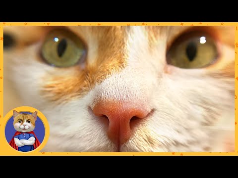 Видео: Макро Рыжик и микро Печенька. Такого вам никто больше не покажет!