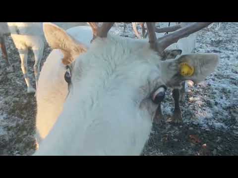 Видео: В гостях на стойбище " Юты Капияха",  семья Коршунковых Людмила и Павел.город Когалым, ХМАО - Югра,